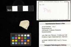 Foto (Objekt + Etiketten) von Nodoprosopon sp. 